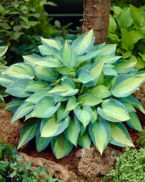 Kuunlilja June 3 kpl