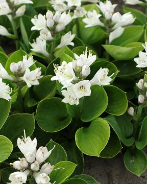 Minikuunlilja Monster Ears 6 kpl