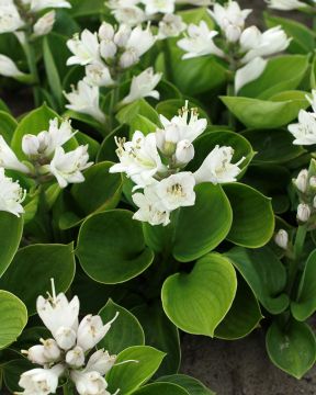 Minikuunlilja Monster Ears 3 kpl