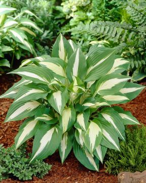 Kuunlilja Night Before Christmas 3 kpl