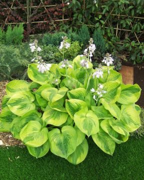 Kuunlilja Summer Breeze 3 kpl