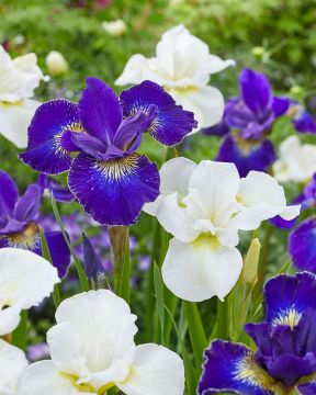 Loistokurjenmiekka sinivalko mix 6 kpl