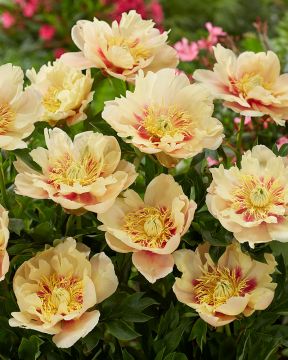 Itoh-pioni Prairie Charm