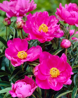 Kiinanpioni Dancing Butterflies