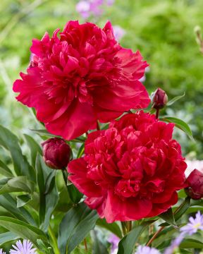 Kiinanpioni Inspecteur Lavergne