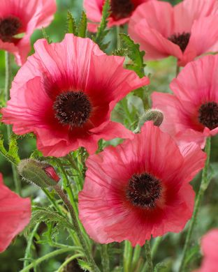 Idänunikko Burning Heart 3 kpl