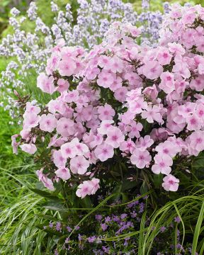 Syysleimu Sweet Summer mix 12 kpl