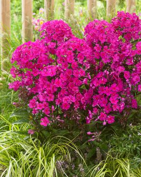 Syysleimu Sweet Summer mix 12 kpl