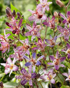 Konnanlilja mix 5 kpl