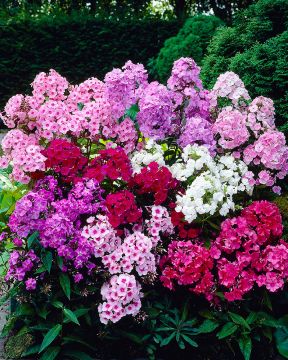 Syysleimu-kimara 3 kpl