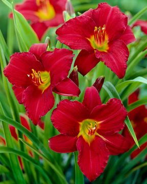 Päivänlilja Ruby Stella 3 kpl