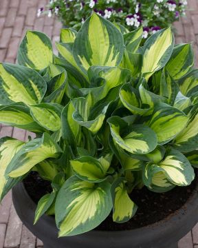 Kuunlilja Whirlwind 3 kpl