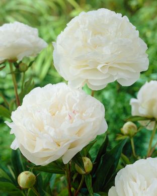 Kiinanpioni Mother´s Choice