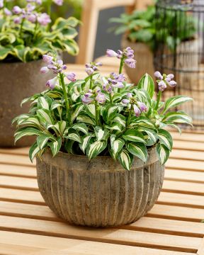 Minikuunlilja Pandora´s Box 3 kpl