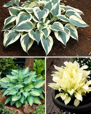 Kuunlilja trio 9 kpl