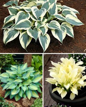 Kuunlilja trio 9 kpl