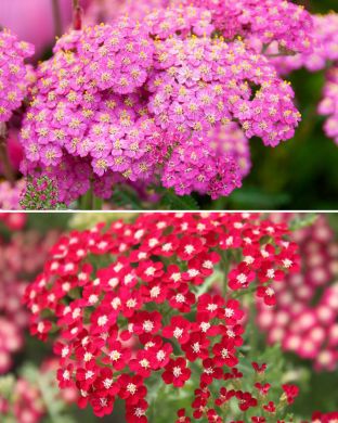 Punakärsämö mix 10 kpl