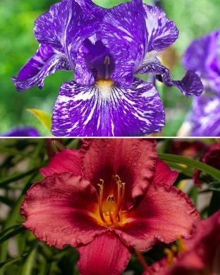 Vappurieha-perenna mix 6 kpl