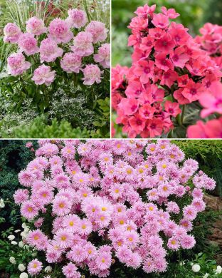 Pinkin lumoa -perenna mix 11 kpl