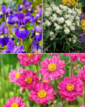 Puolivarjon kaunottaret -perenna mix 11 kpl