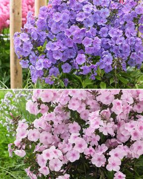 Kesäpäivä-syysleimu mix 6 kpl