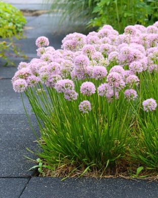 Koristelaukka Cobalt Millenium 6 kpl