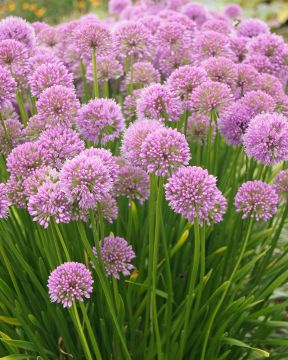 Koristelaukka Cobalt Millenium 6 kpl