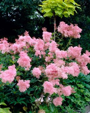 Preeriamesiangervo Venusta 3 kpl