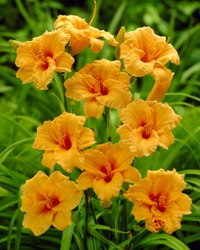 Päivänlilja Bertie Ferris 3 kpl