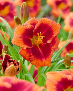 Päivänlilja Frank Smith 3 kpl