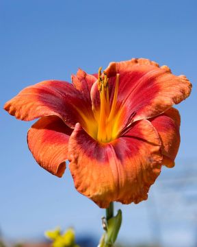 Päivänlilja Frank Smith 3 kpl