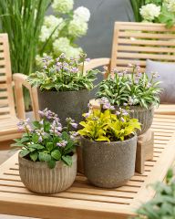 Minikuunlilja mix 4 kpl