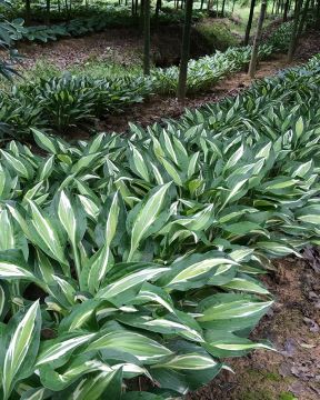 Kuunlilja Snake Eyes 3 kpl