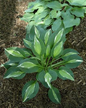 Kuunlilja Snake Eyes 3 kpl