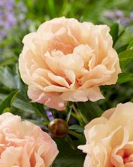 Itoh-pioni Canary Brilliants