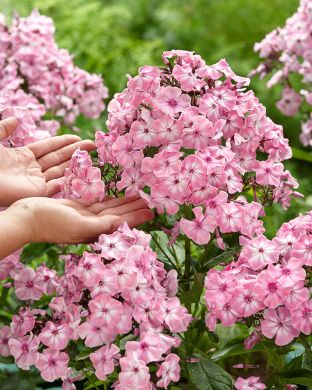 Jättileimu mix 6 kpl