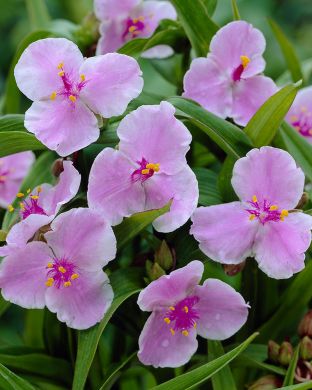 Tarhajuoru Pink Chablis 3 kpl