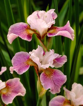 Loistokurjenmiekka Dance Ballerina Dance 3 kpl