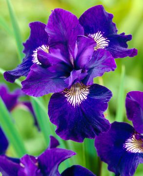 Loistokurjenmiekka Shirley Pope 3 kpl