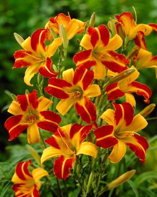 Päivänlilja Frans Hals 3 kpl