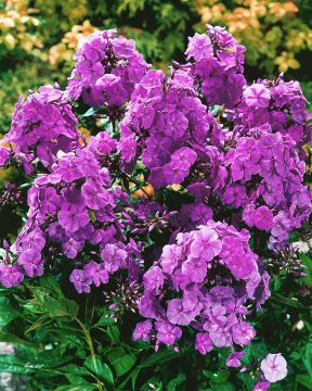 Syysleimu Amethyst 3 kpl