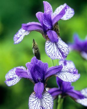 Loistokurjenmiekka Flight of Butterflies 3 kpl