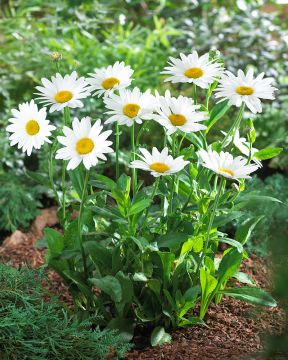 Isopäivänkakkara Alaska 3 kpl