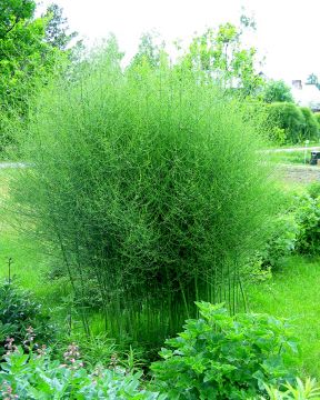 Parsa Gijnlim astiataimi