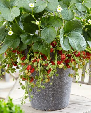 Vadelmamansikka 3 kpl