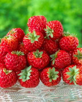 Vadelmamansikka 3 kpl