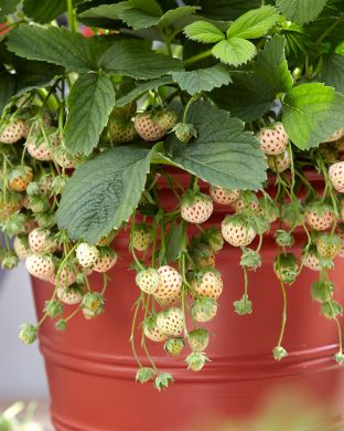 Ananasmansikka 3 kpl