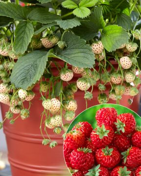 Ananas-vadelmamansikka mix 6 kpl