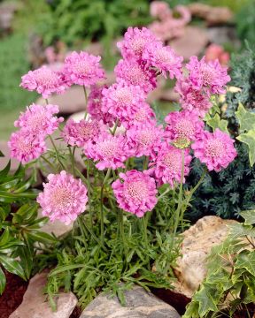 Kivikkotörmäkukka Pink Mist 3 kpl