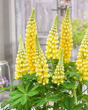 Kirjolupiini Desert Sun 3 kpl